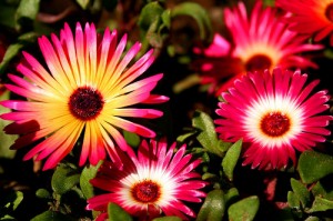 Livingstone daisy 2