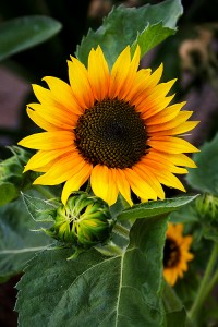 Sunflower 1