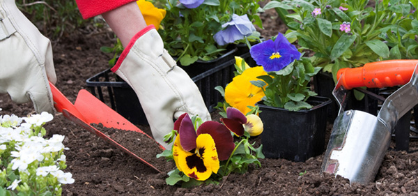 planting-daisies-smaller