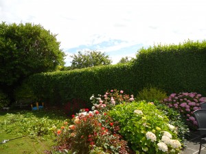 hedge during