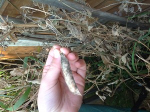 Sweet Pea picking